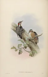 Iyngipicus semicoronatus
